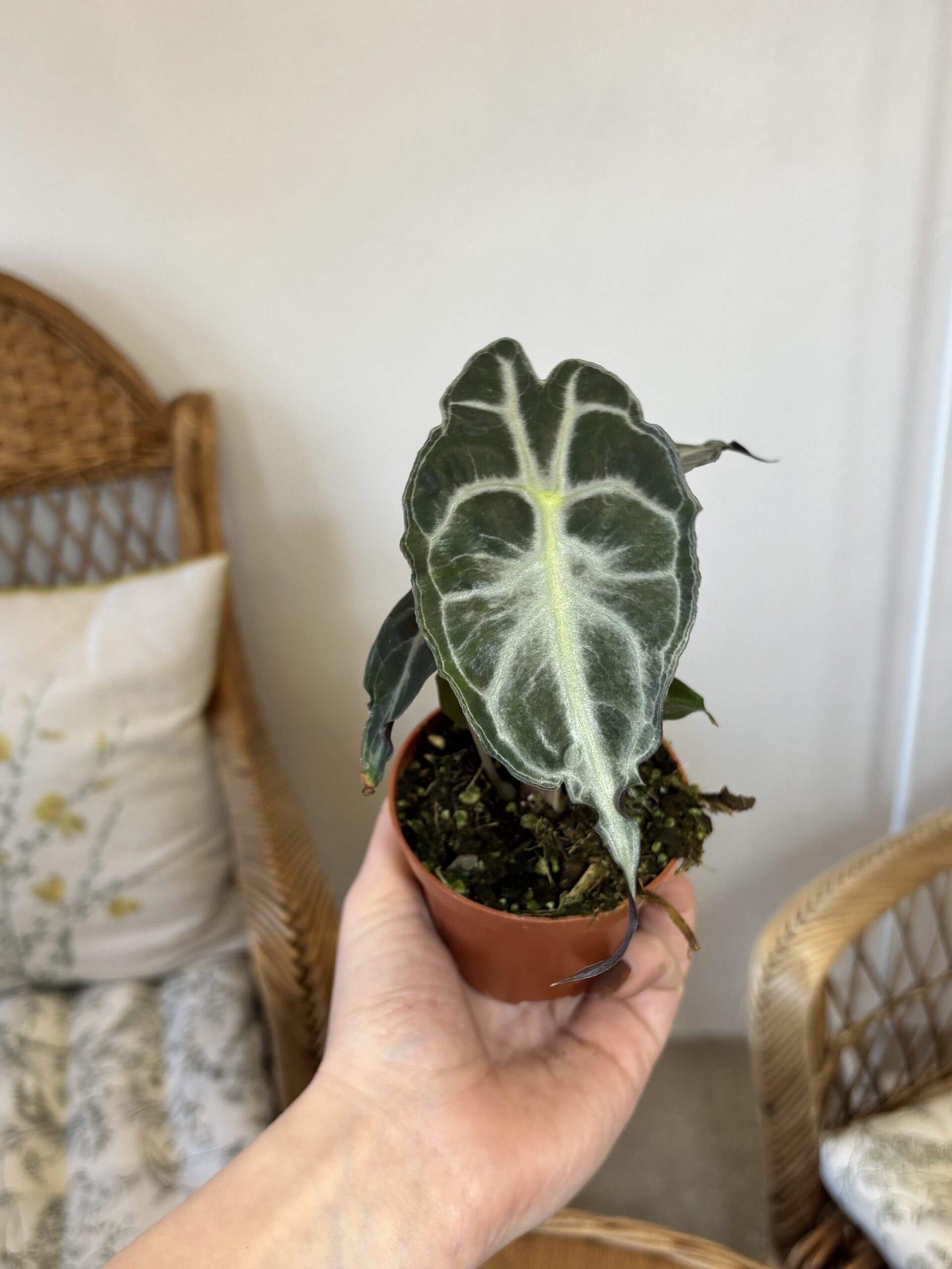 Alocasia ‘Venom’
