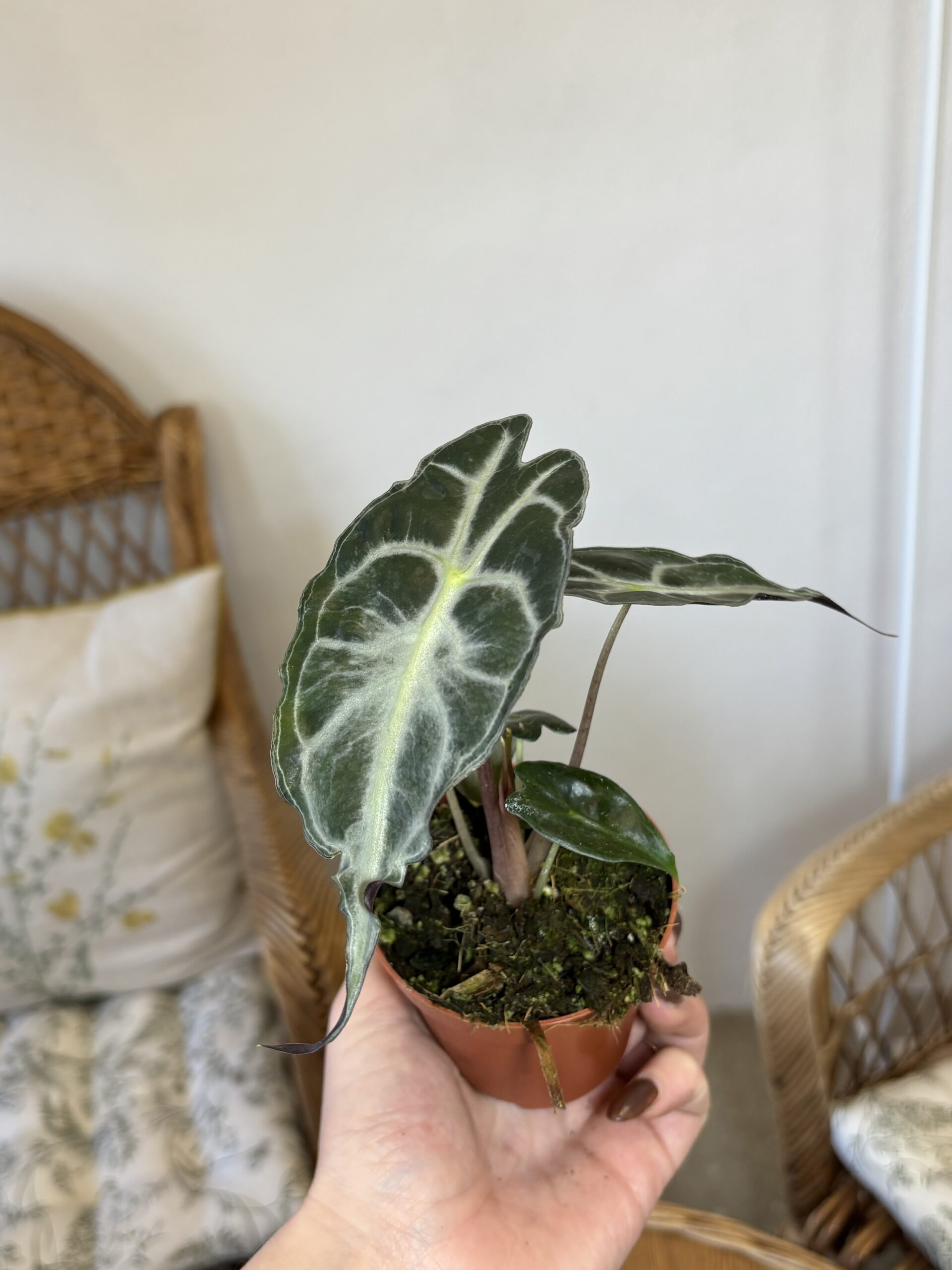 Alocasia ‘Venom’ - Slika 2