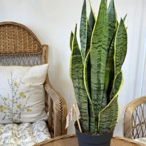 Sanseveria trifasciata ‘Laurentii’