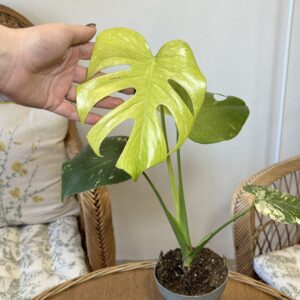 Monstera deliciosa ‘Mint Variegata’