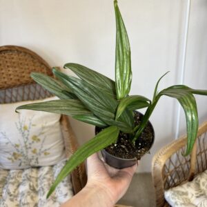 Epipremnum amplissimum SILVER STRIPE