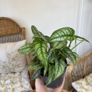 Monstera siltepecana