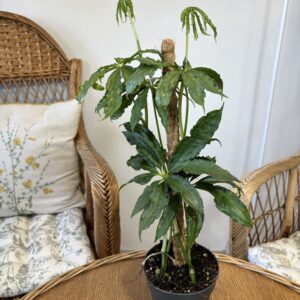 Anthurium polyschistum