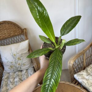 Philodendron campii