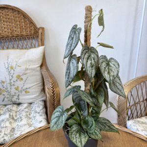 Philodendron brandtianum