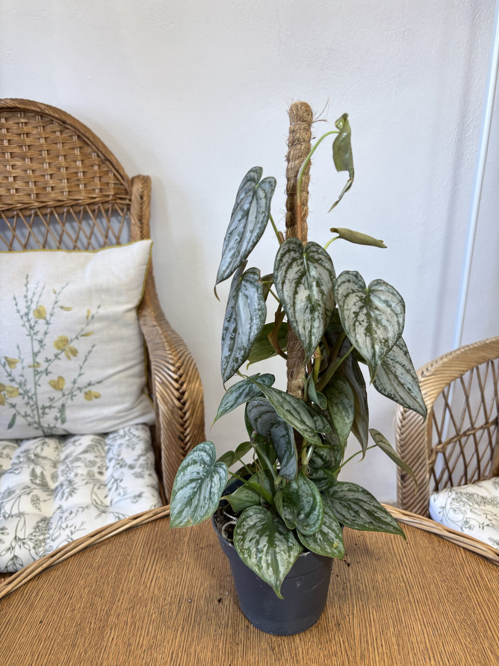 Philodendron brandtianum