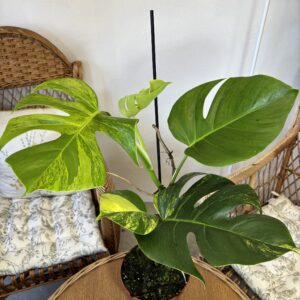 Monstera deliciosa ‘Variegata Aurea’
