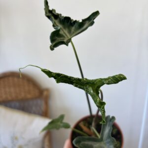 Alocasia ‘Teletubbies’