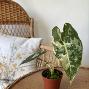 Alocasia micholitziana ‘Frydek Variegata’