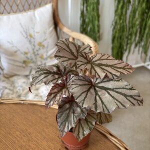 Begonia ‘Looking Glass’
