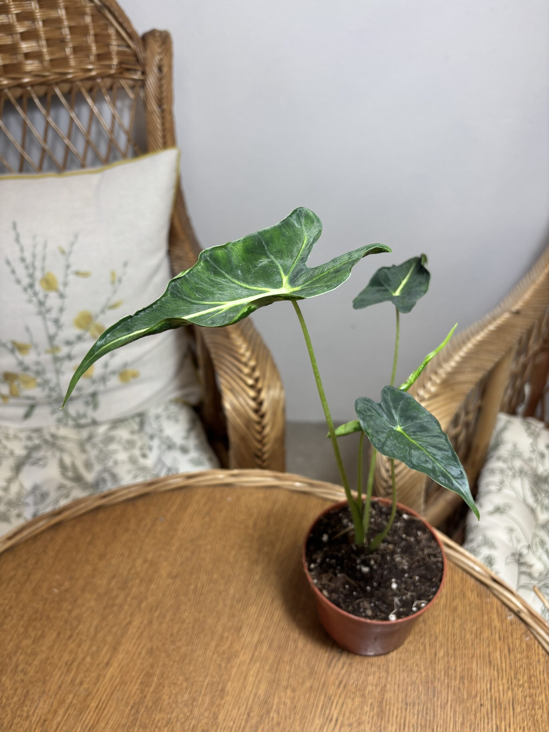 Alocasia ‘Frydek Tattoo’ - Slika 2