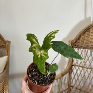 Alocasia nycteris ‘Bat Wing’