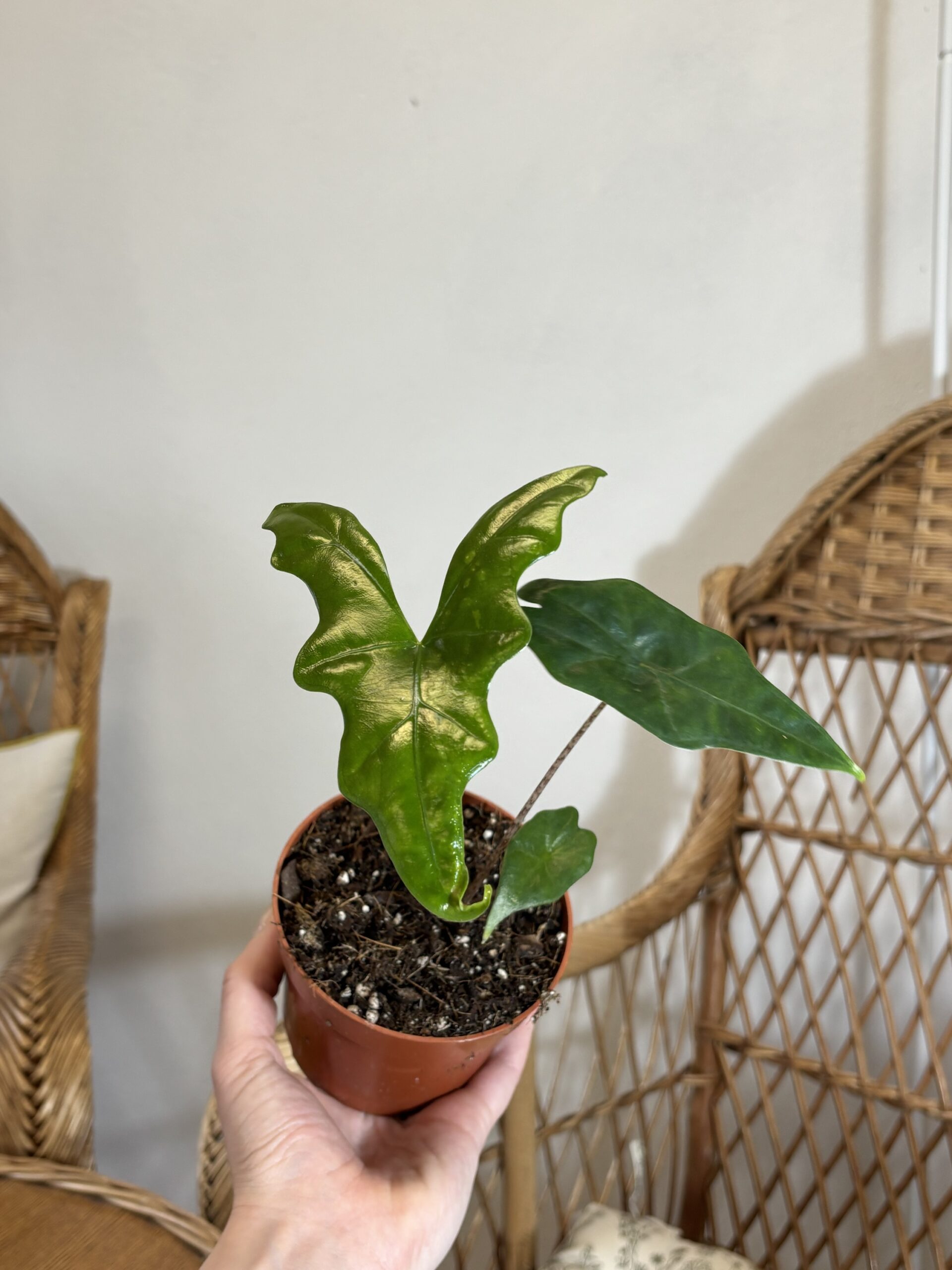 Alocasia nycteris ‘Bat Wing’