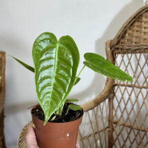 Anthurium veitchii