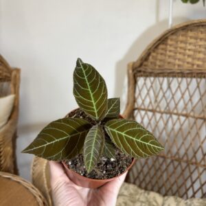 Ardisia gigantifolia