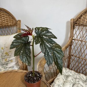 Begonia ‘Aiai’