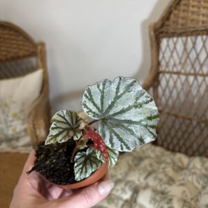 Begonia ‘Looking Glass’