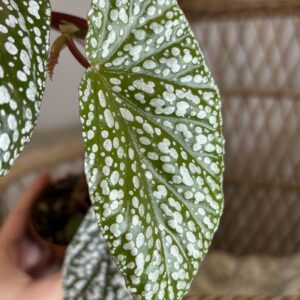 Begonia ‘Snowcap’