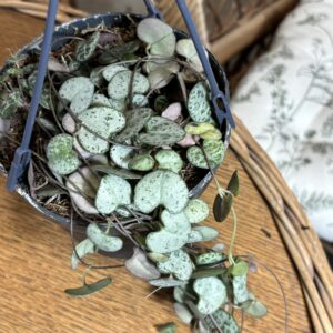 Ceropegia woodii