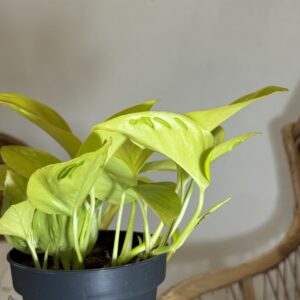 Epipremnum ‘Champs Elysees’