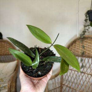 Hoya ‘Rindu Rafflesia’