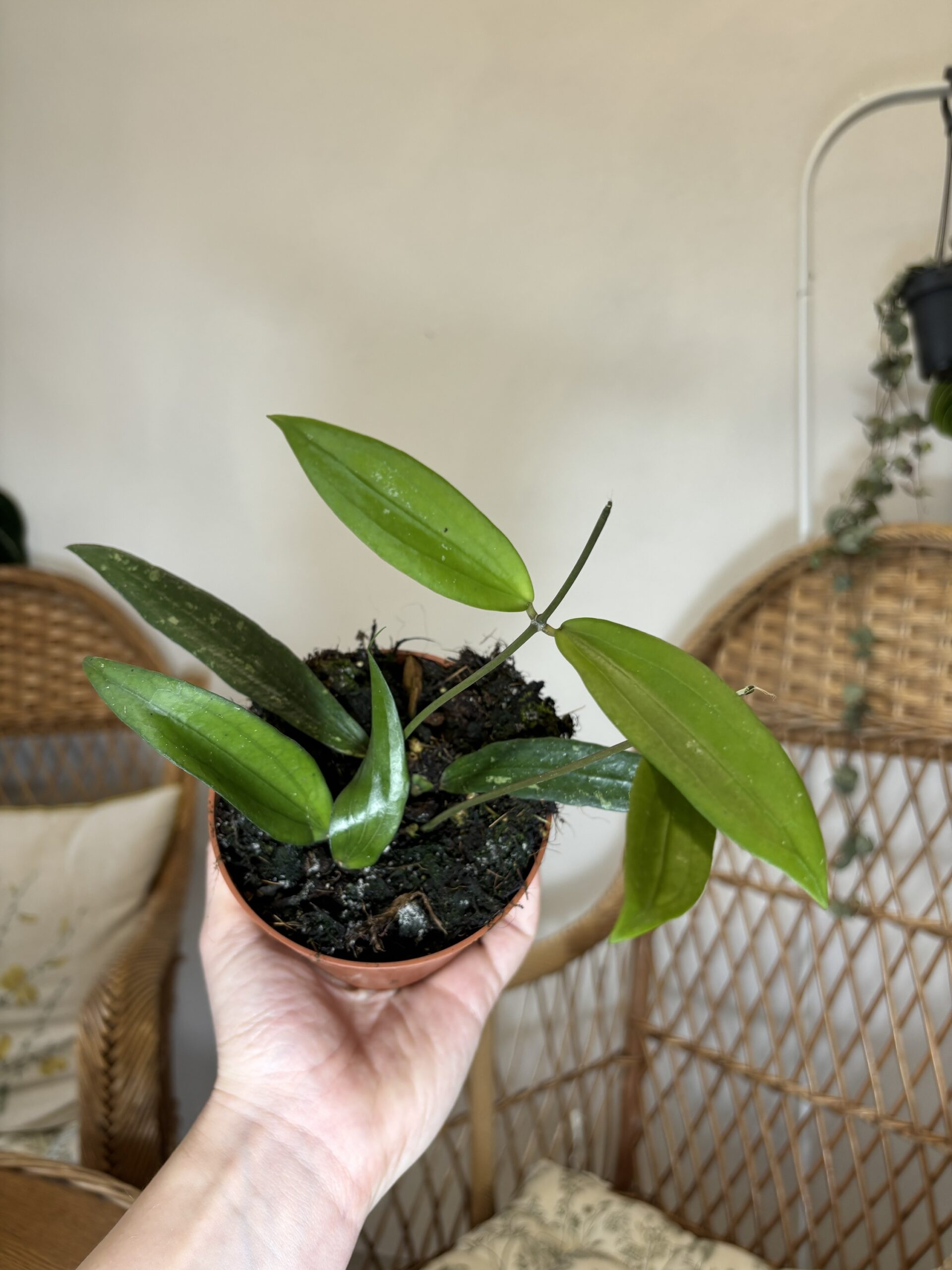 Hoya ‘Rindu Rafflesia’