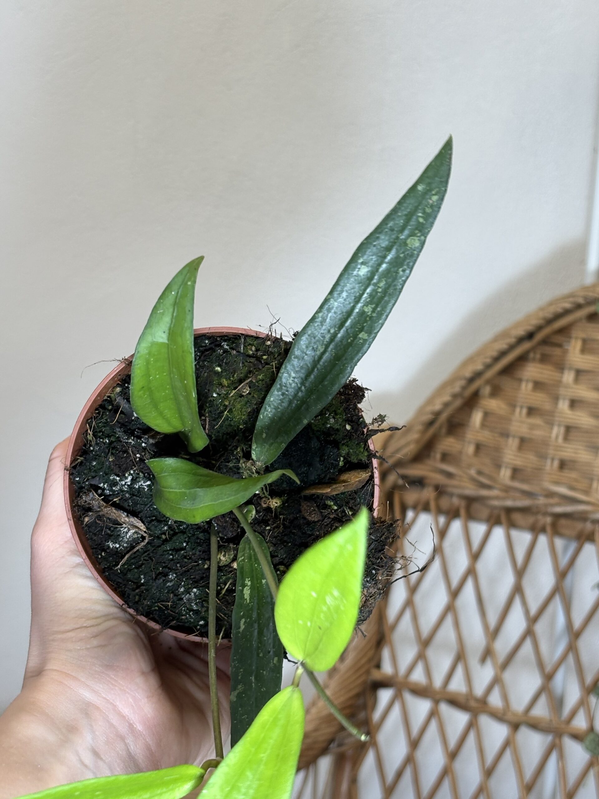 Hoya ‘Rindu Rafflesia’ - Slika 2