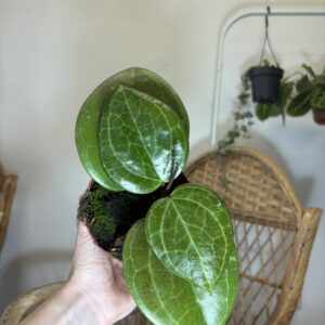 Hoya ‘Sarawak Cream’