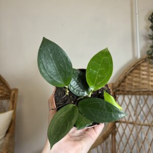 Hoya ‘Timor’