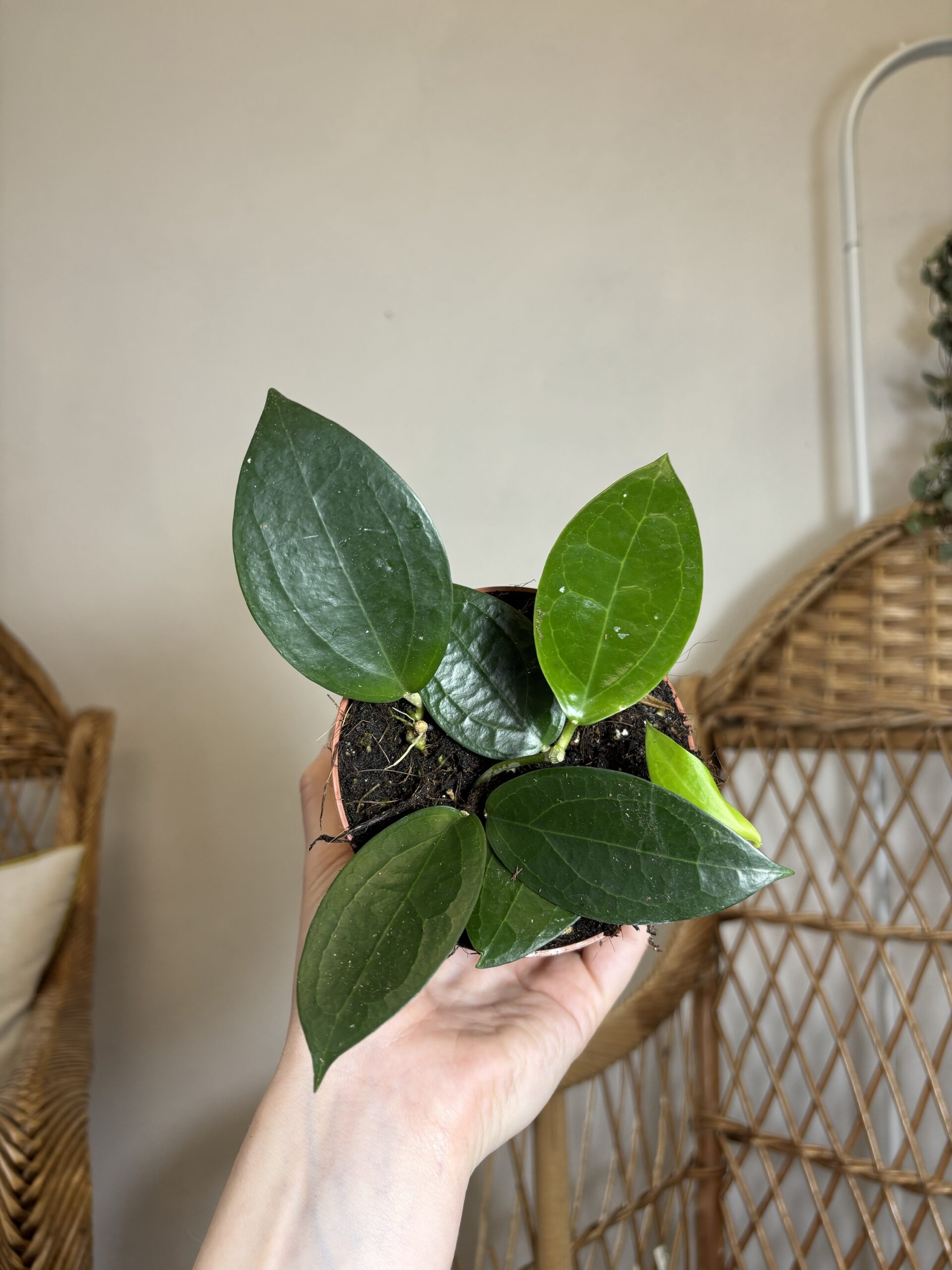 Hoya ‘Timor’