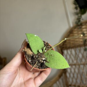 Hoya nummularioides