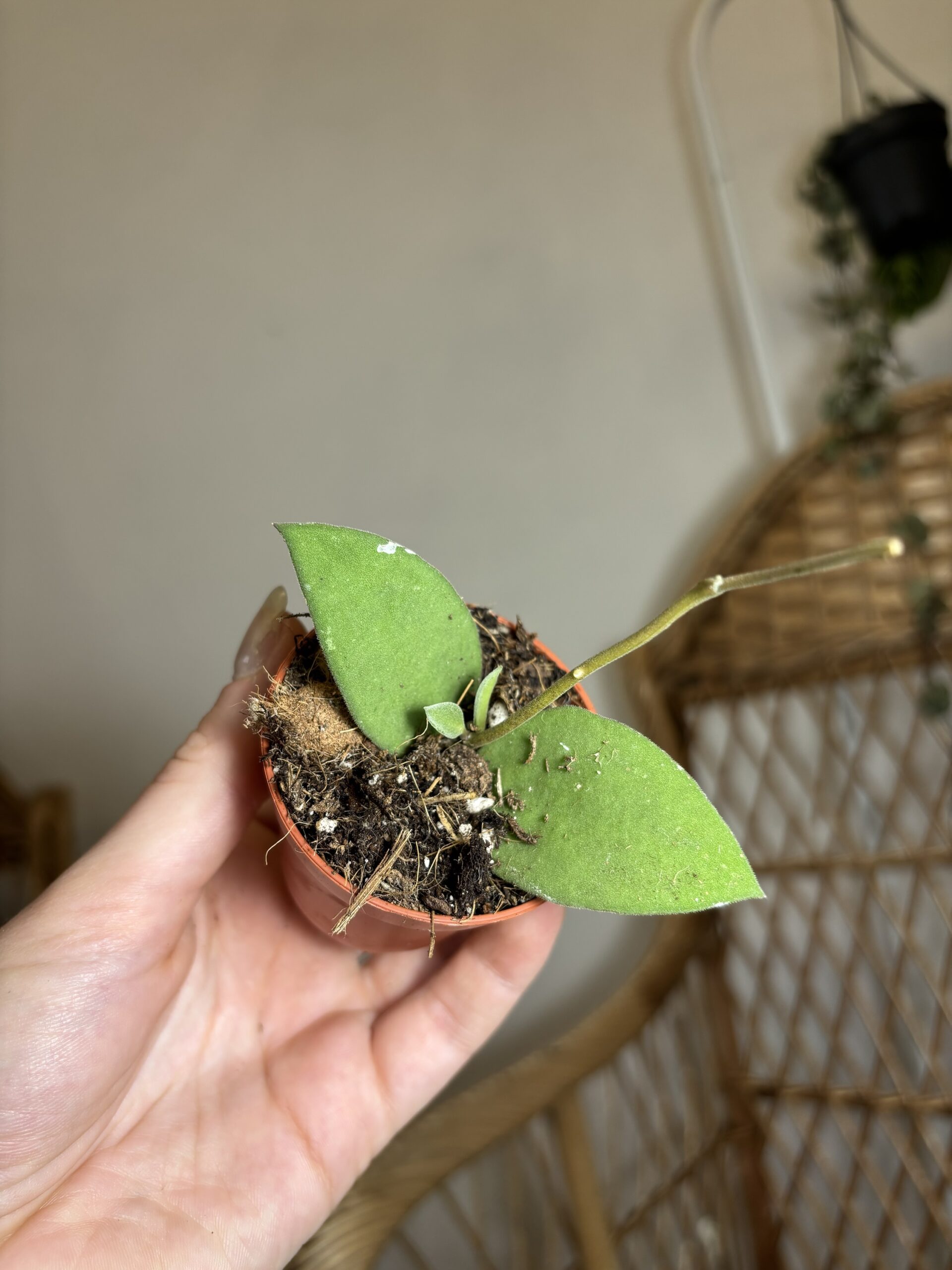 Hoya nummularioides