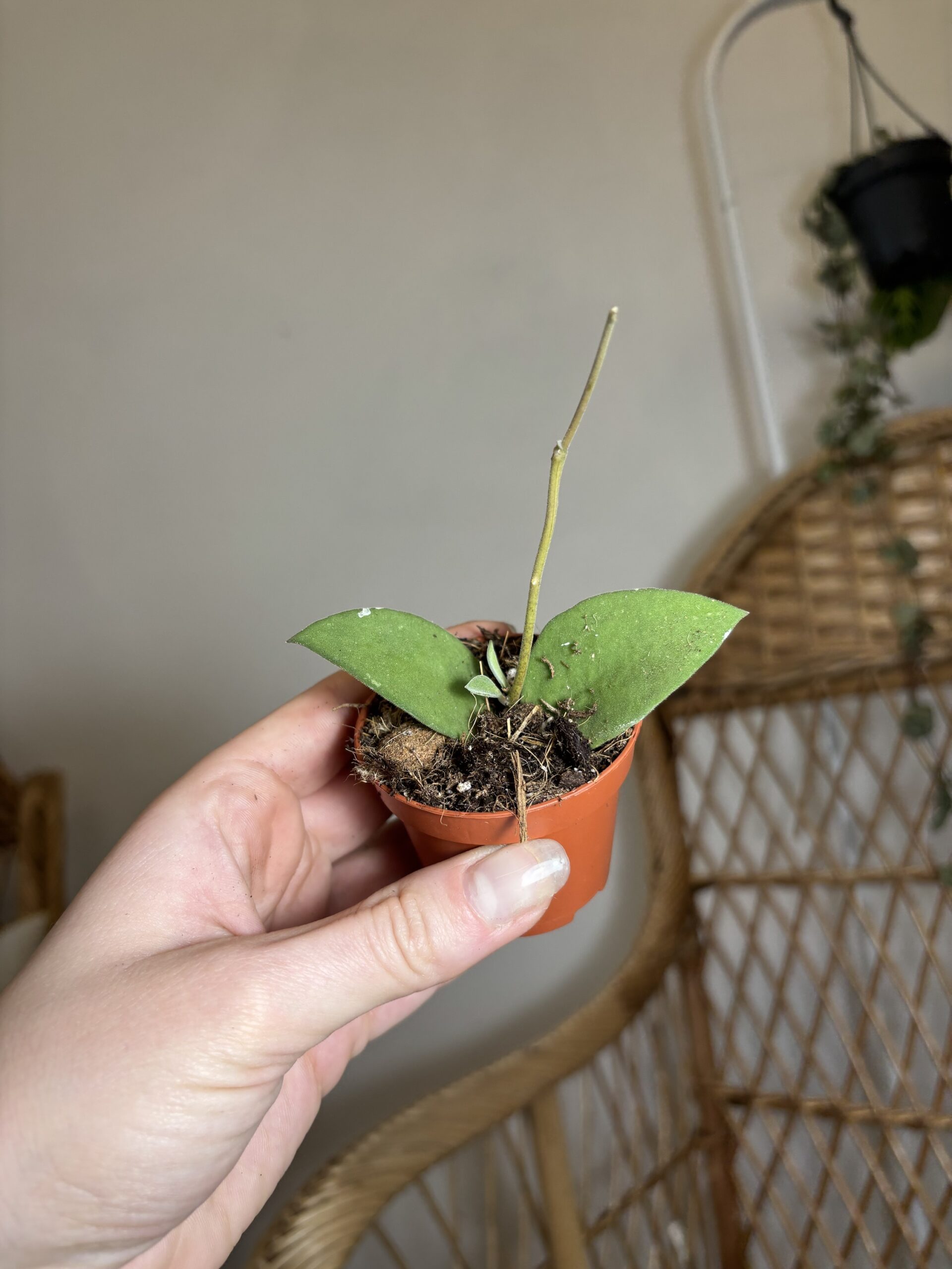 Hoya nummularioides - Slika 2
