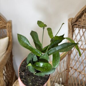 Hoya pandurata