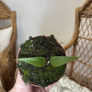 Hoya polyneura Vietnam