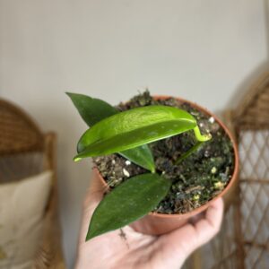 Hoya pubicalyx ‘Black Dragon’