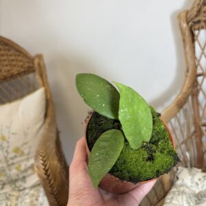 Hoya scortechinii ‘White’