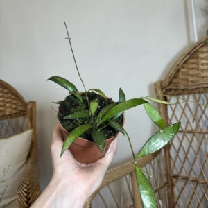 Hoya sp. Sumatra