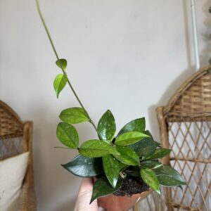 Hoya sp. Vietnam
