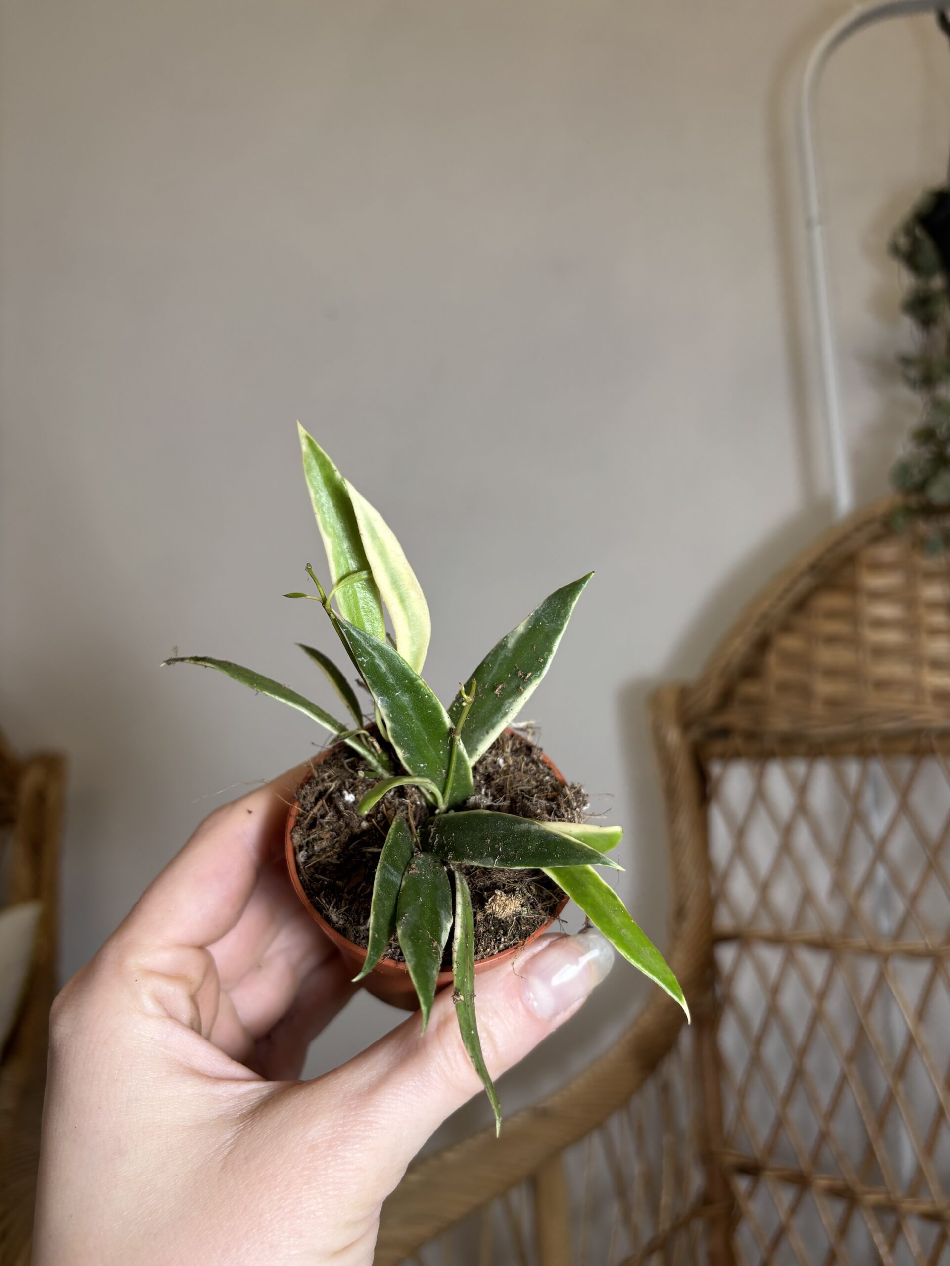 Hoya tsangii ‘Albomarginata’