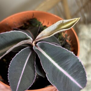 Labisia pumila