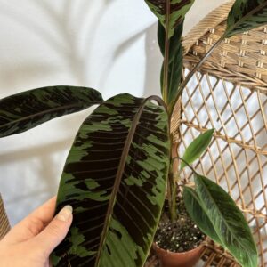 Musa acuminata zebrina