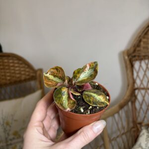 Peperomia ‘Creme Brulee’