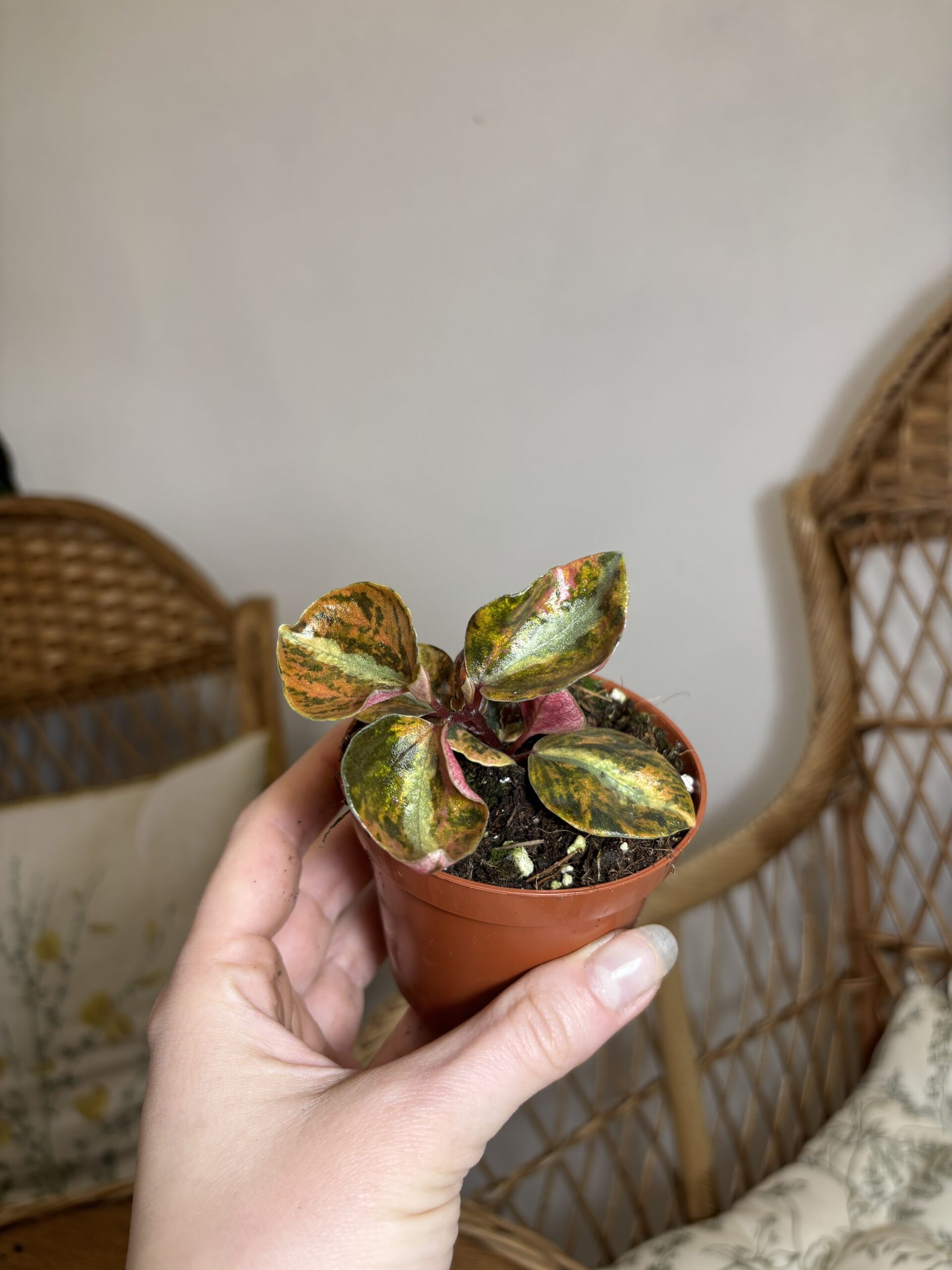Peperomia ‘Creme Brulee’