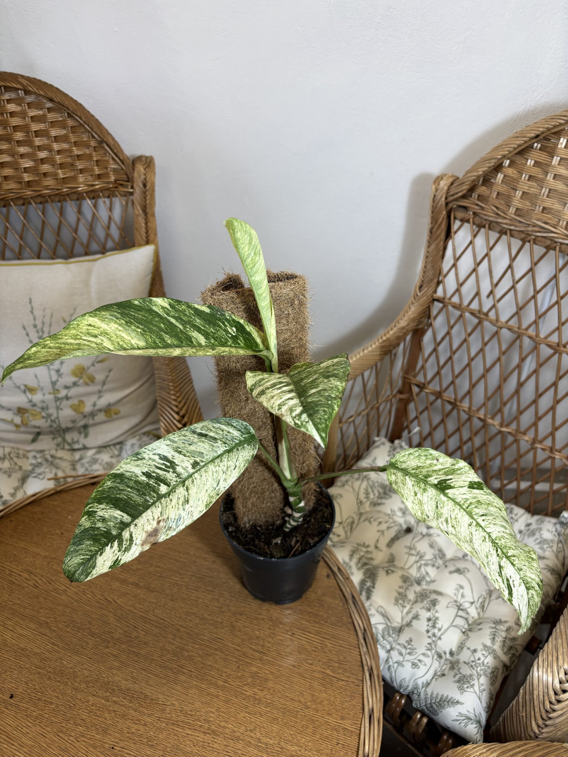 Rhaphidophora megasperma ‘Gorilla Variegata’ - Slika 2