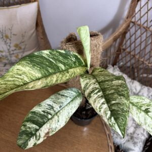 Rhaphidophora megasperma ‘Gorilla Variegata’