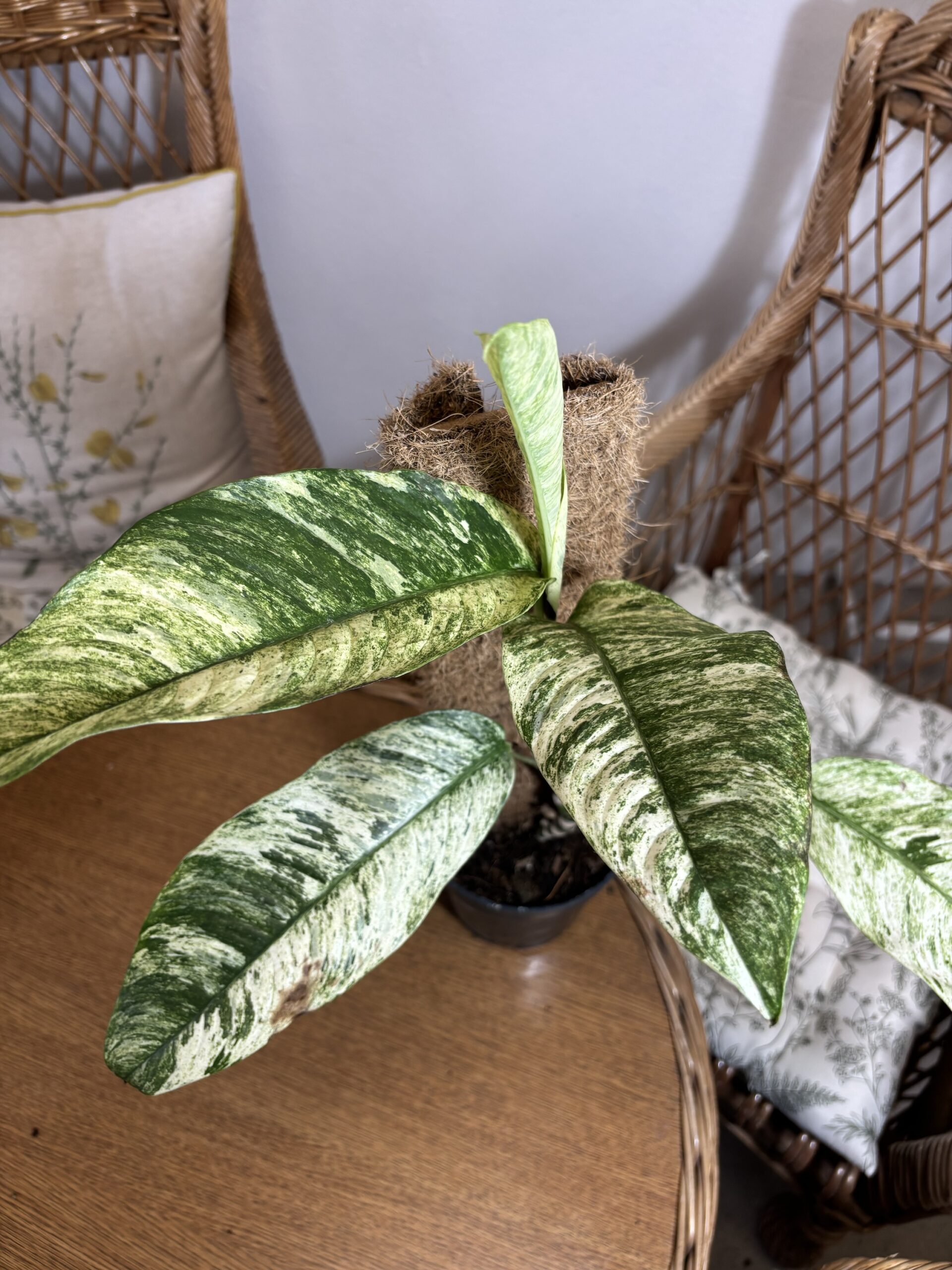 Rhaphidophora megasperma ‘Gorilla Variegata’