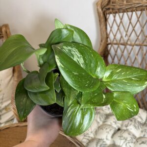 Scindapsus ‘Rubicon’ / Scindapsus treubii variegata