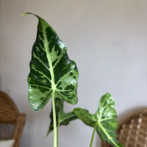 Alocasia ‘Frydek Tattoo’