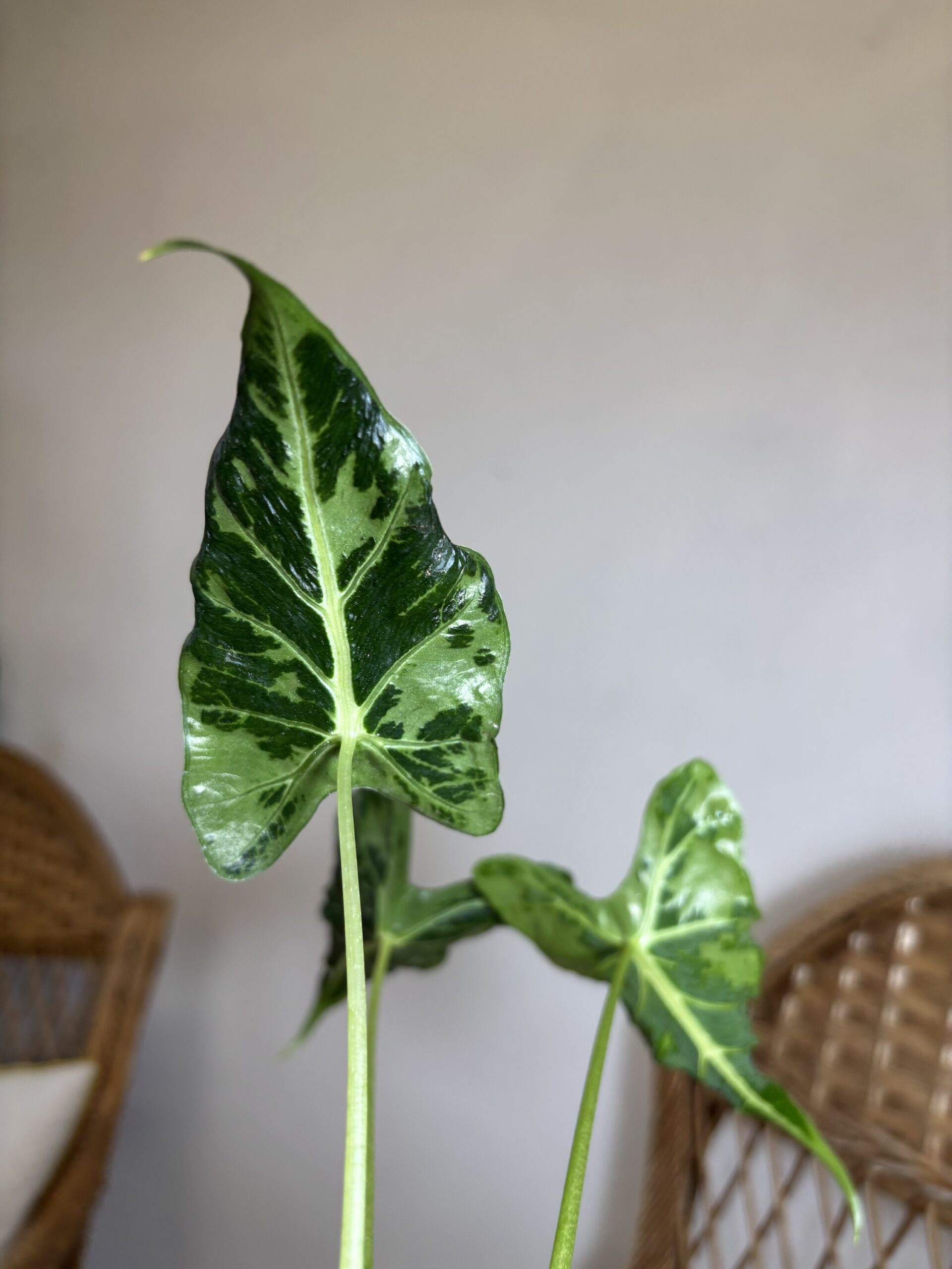 Alocasia ‘Frydek Tattoo’